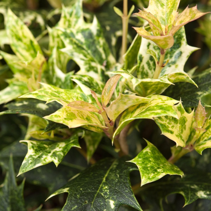 Osmanthus heterophyllus 'Tricolor' (Goshiki)