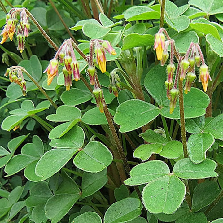 Oxalis tuberosa (Oca, Igname)