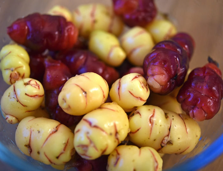 Oxalis tuberosa (Oca, Igname)