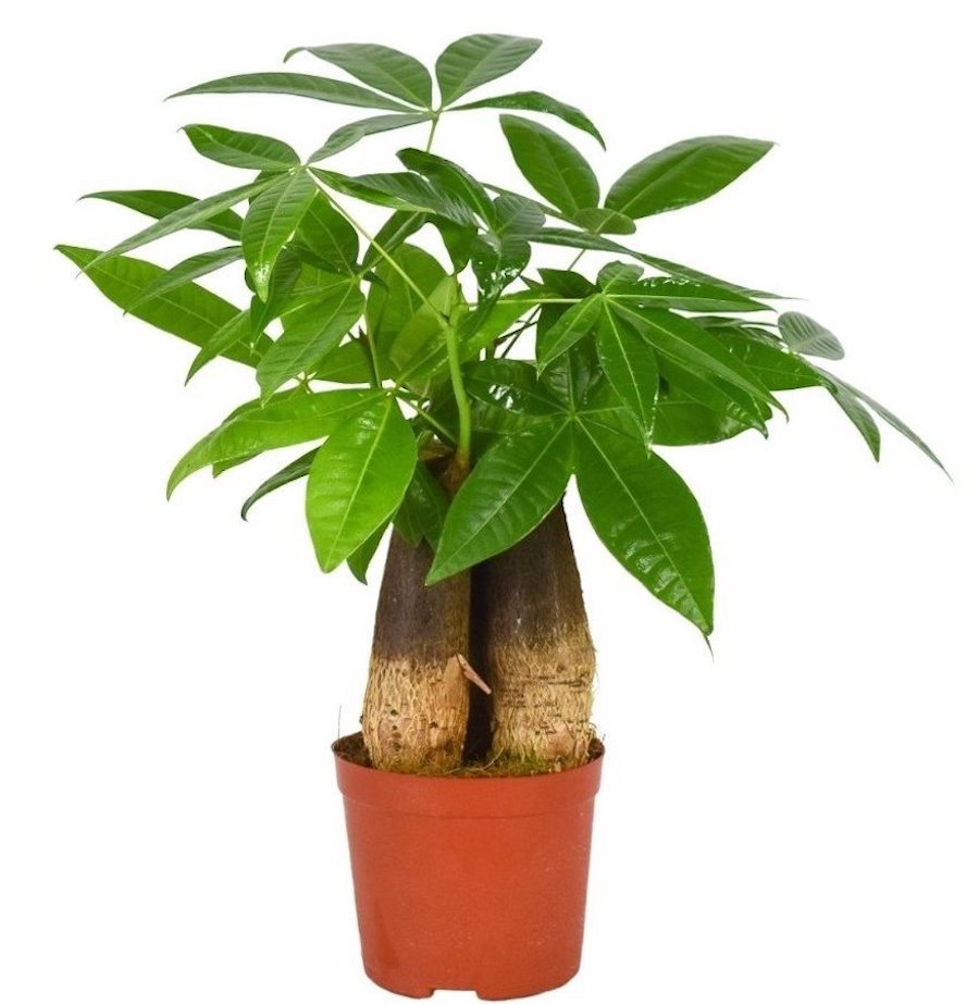 Pachira aquatica - Arborele Banilor 3pp