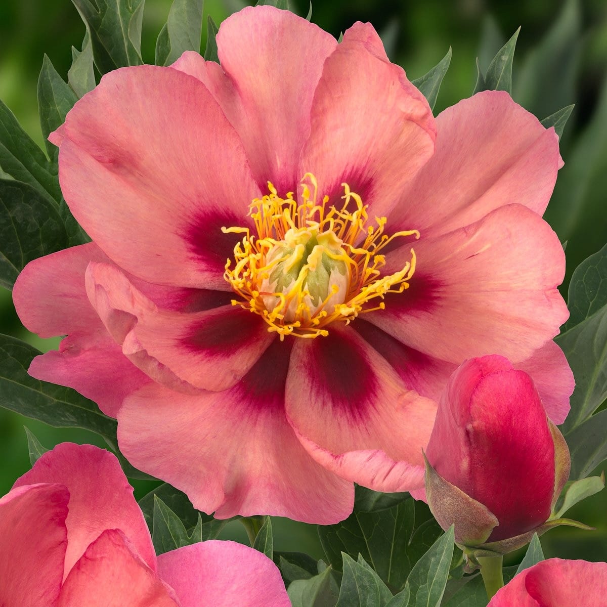 Paeonia 'Old Rose Dandy' (Itoh Group)