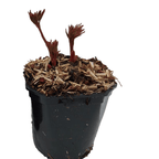 Paeonia itoh 'Bartzella' - bujor semi-arbustiv galben cu flori duble