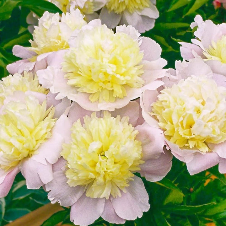 Paeonia lactiflora 'Primevere'