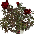 Paeonia 'Scarlet Heaven' (Itoh Group)