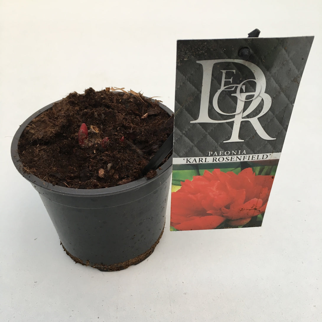Paeonia lactiflora 'Karl Rosenfield'