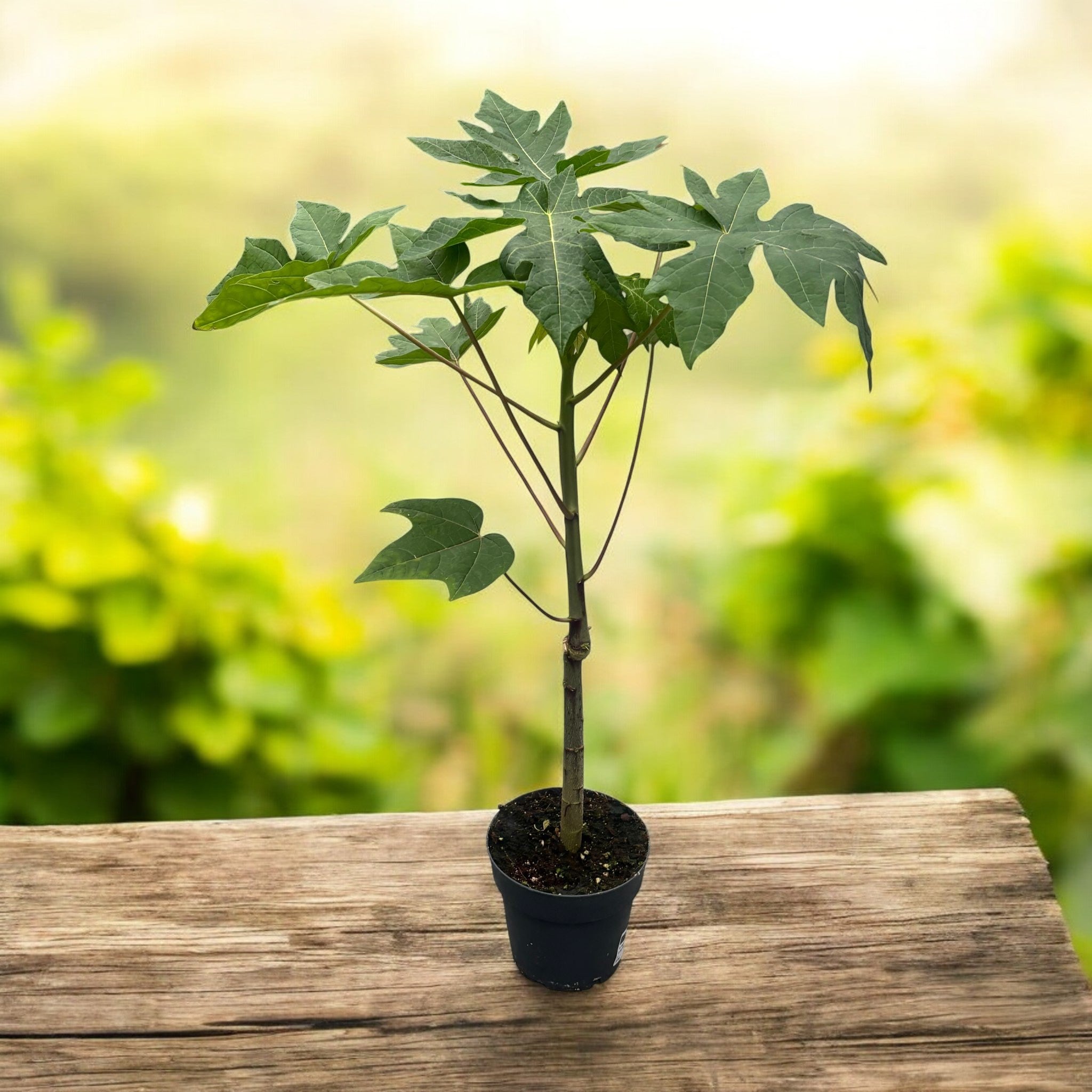 Papaya in ghiveci - Papaya carica