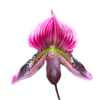 Paphiopedilum Maudiae 'Red'