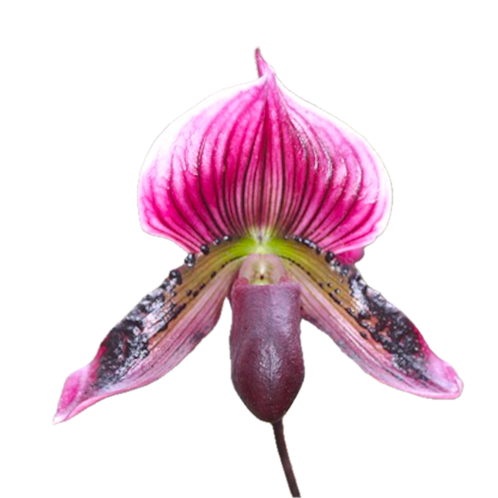 Paphiopedilum Maudiae 'Red'