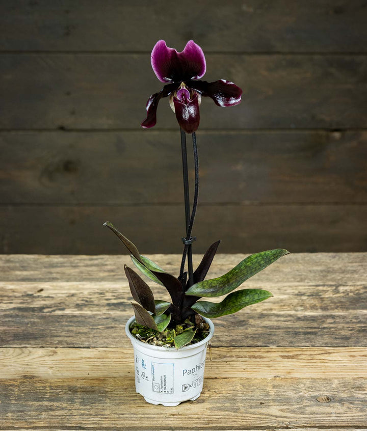 Paphiopedilum maudiae 'Black Jack'