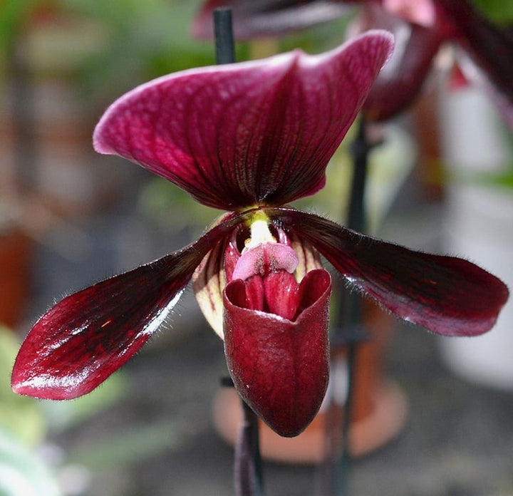 Paphiopedilum maudiae 'Black Jack'