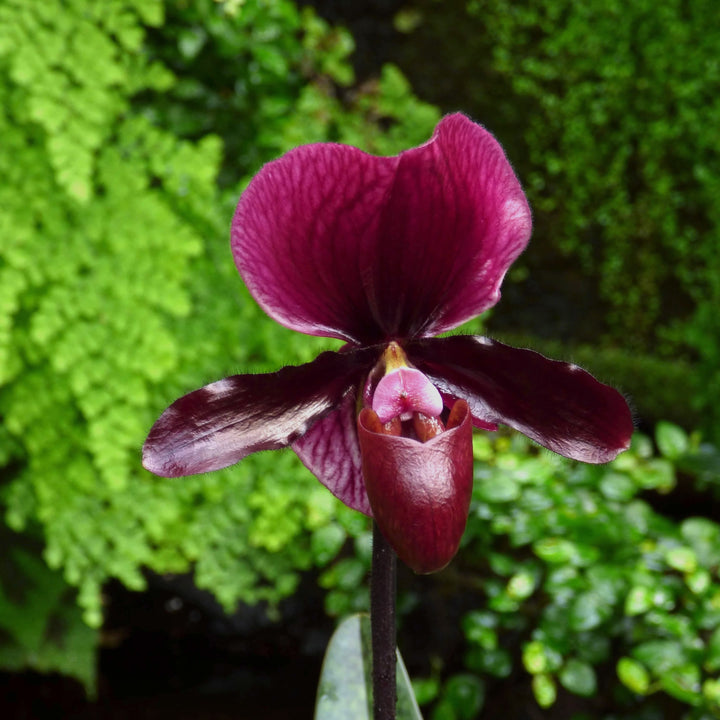 Paphiopedilum maudiae 'Black Jack'