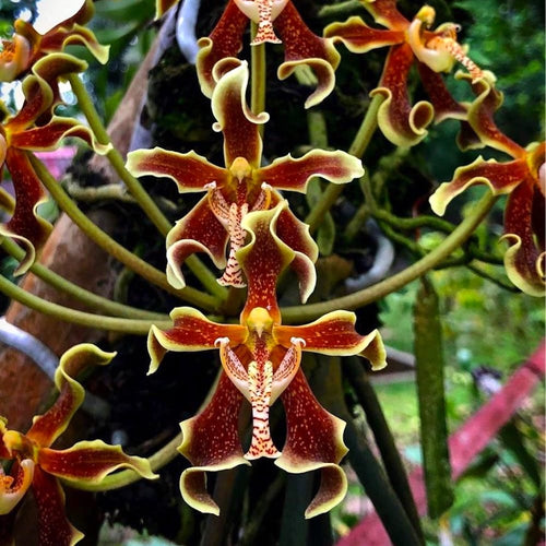 Paraphalaenopsis labukensis - cinnamon scent