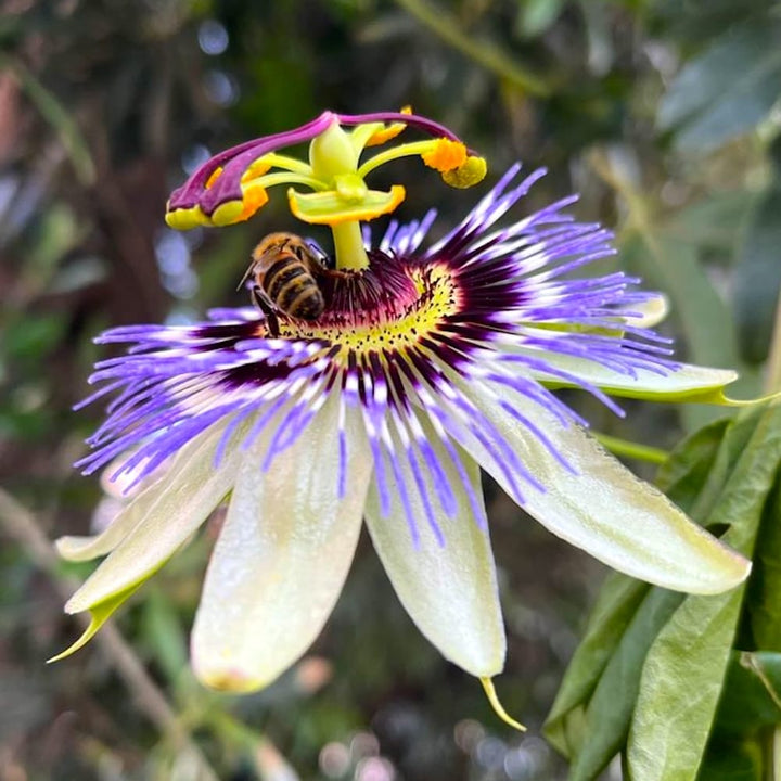 Passiflora caerulea (floarea pasiunii)