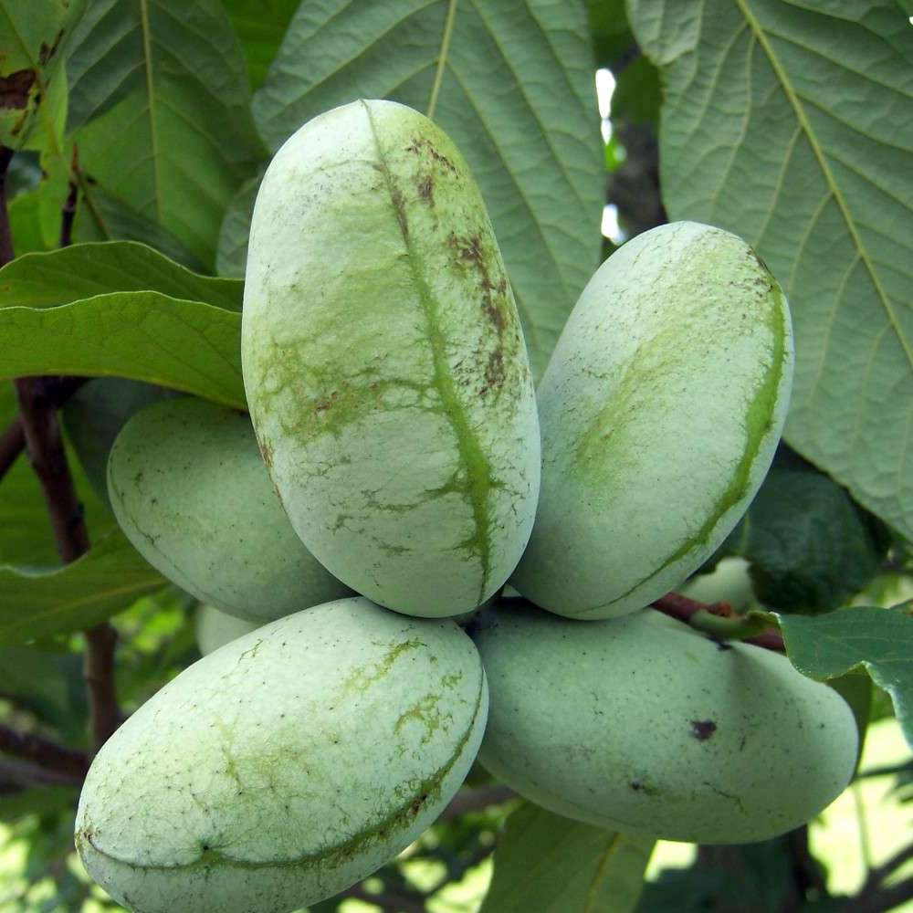 Asimina triloba 'Sunflower' (Paw Paw, Banana Nordului) - varietate autofertila