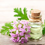 Muscate parfumate (Drusaim) - Pelargonium graveolens 'Lemon'