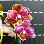 Phal. Miki Mouse (peloric)