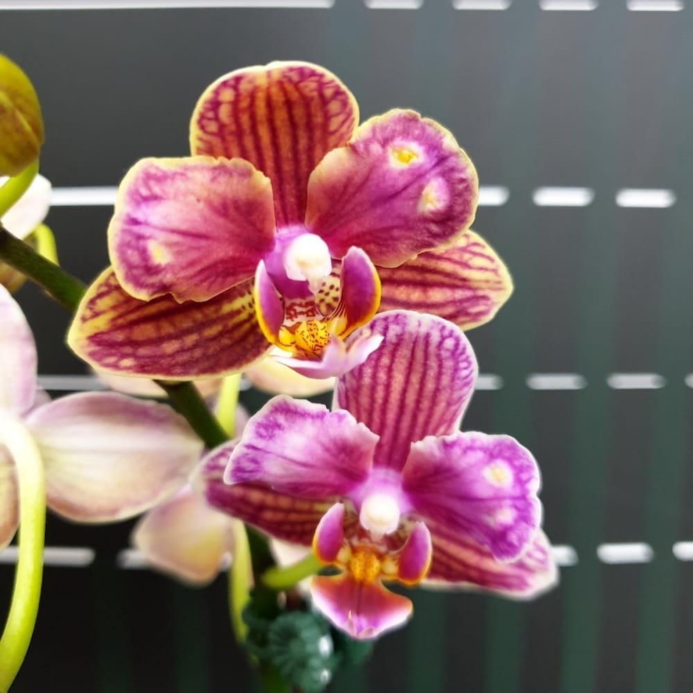 Phal. Miki Mouse (peloric)