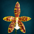 Phalaenopsis Doris Blomquist (amboinensis × pantherina)
