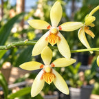 Phalaenopsis cochlearis