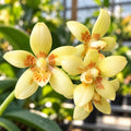 Phalaenopsis cochlearis