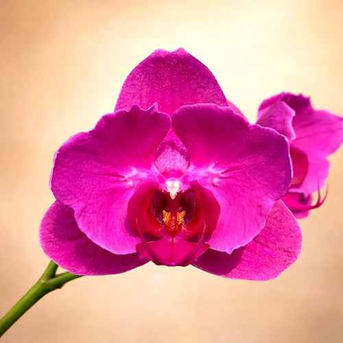 Phalaenopsis Dai Yang Beauty (pelorisch)