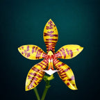 Phalaenopsis Doris Blomquist (amboinensis × pantherina)
