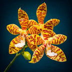 Phalaenopsis Doris Blomquist (amboinensis × pantherina)