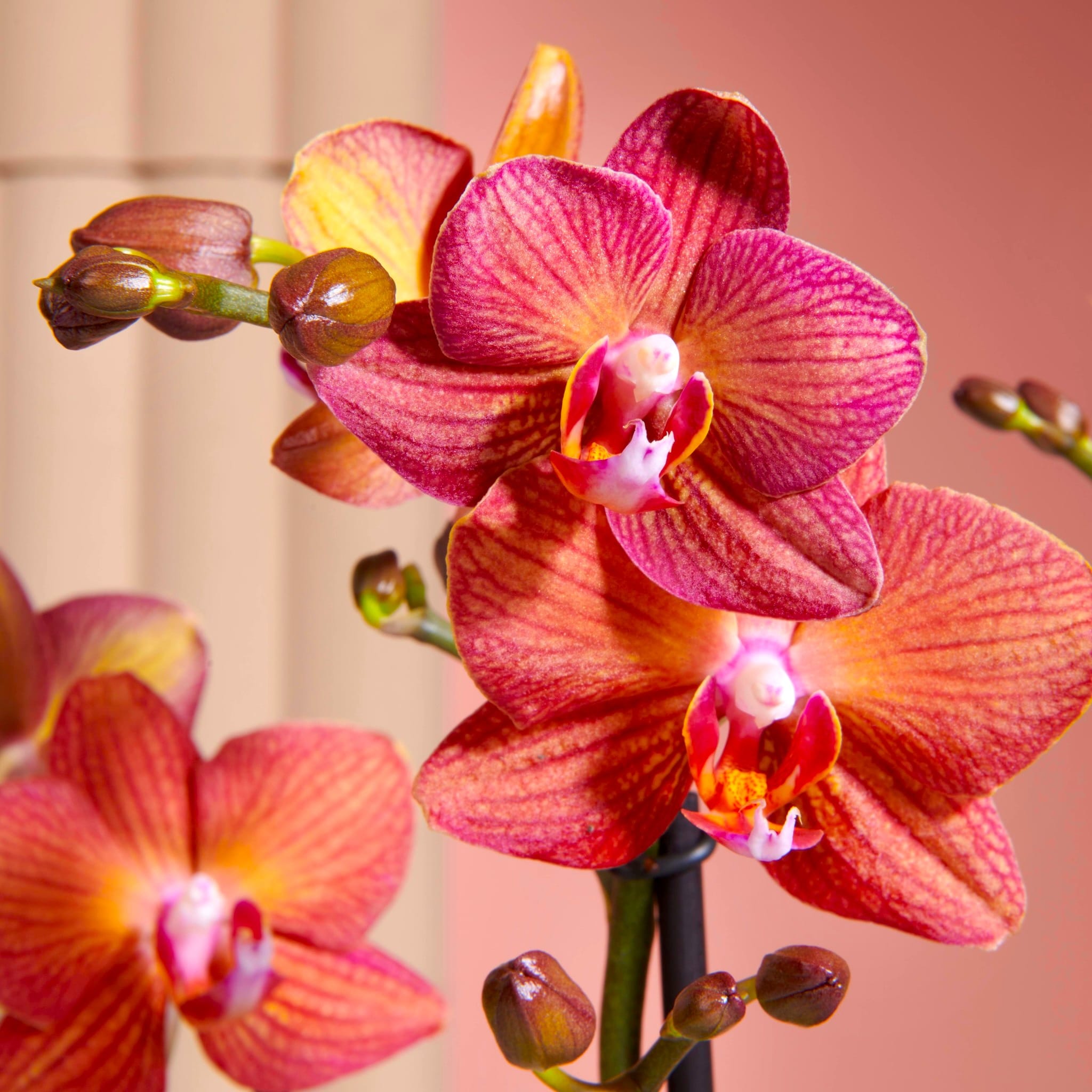 Phalaenopsis Eos