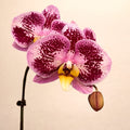 Phalaenopsis Harck Purple Queen