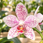 Phalaenopsis Jumbo Apo 'Miki' (gigantea x aphrodite)