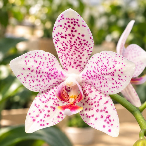 Phalaenopsis Jumbo Apo 'Miki' (gigantea x aphrodite) - parfumata