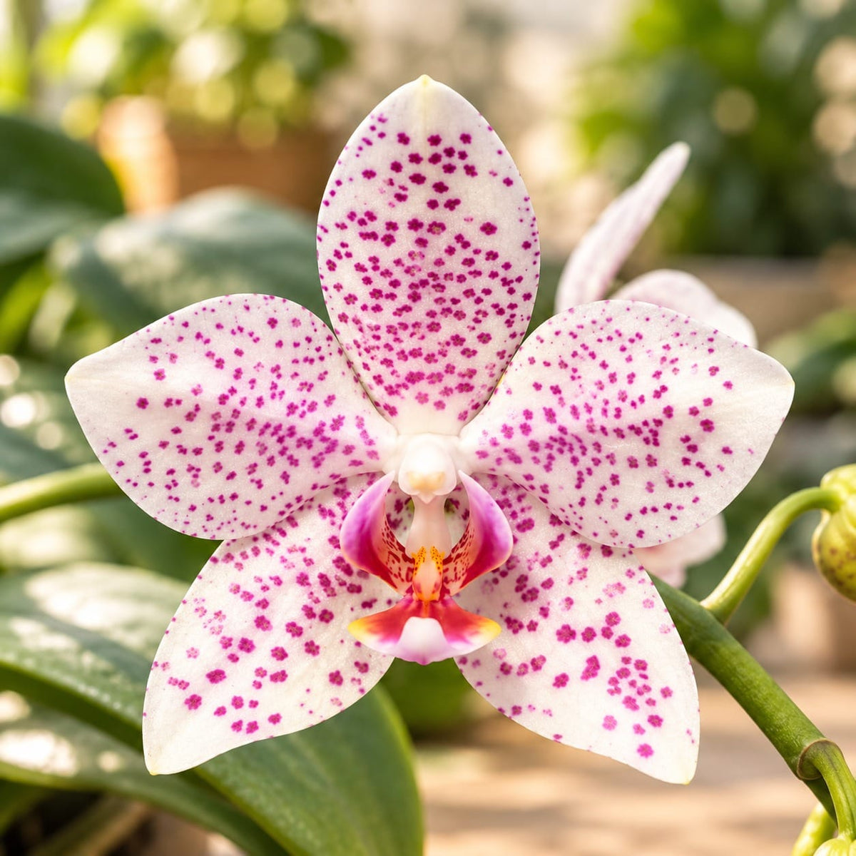 Phalaenopsis Jumbo Apo 'Miki' (gigantea x aphrodite)