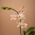 Phalaenopsis Yaphon What Cando