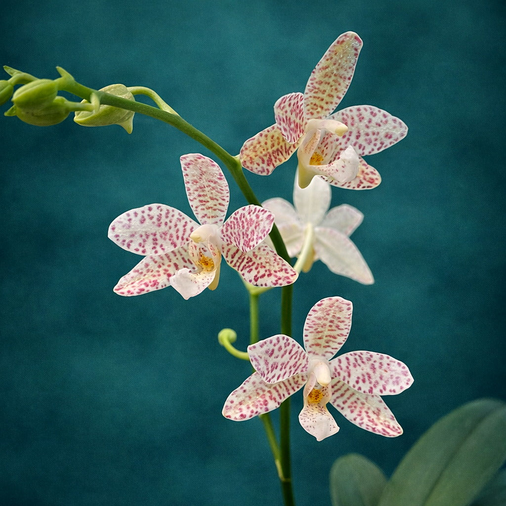 Phalaenopsis Yaphon What Cando (Phal. Liu's Midnight Dancer '2843' × Sedirea Japonica 'SL')