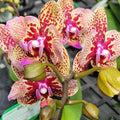 Phalaenopsis Lucky Leopard (peloric)