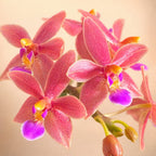 Phalaenopsis Malik's Red Beauty 'Miki Pinkglow'