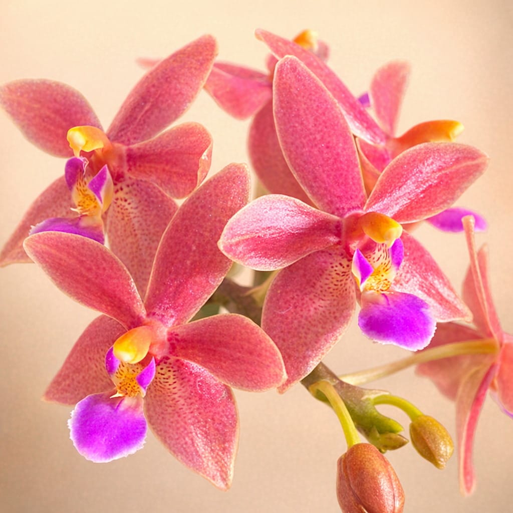 Phalaenopsis Malik's Red Beauty 'Miki Pinkglow'