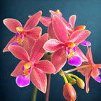 Phalaenopsis Malik's Red Beauty 'Miki Pinkglow'