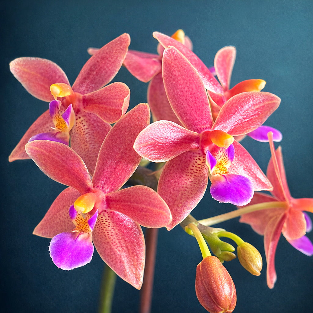 Phalaenopsis Malik's Red Beauty 'Miki Pinkglow'