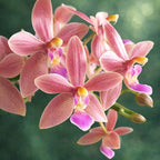 Phalaenopsis Malik's Red Beauty 'Miki Pinkglow'