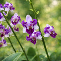 Phalaenopsis Memoria Val Rettig (peloric) - silver leaves