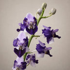 Phalaenopsis Memoria Val Rettig (peloric) - silver leaves