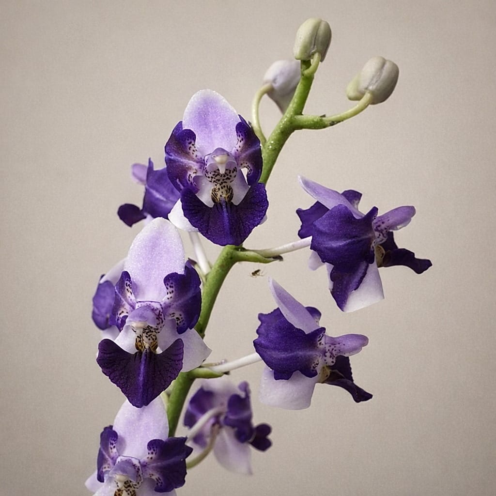 Phalaenopsis Memoria Val Rettig (peloric) - silver leaves
