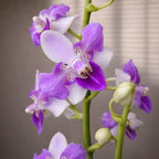 Phalaenopsis Memoria Val Rettig (peloric) - silver leaves