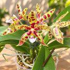 Phalaenopsis Micaels Pantheritz 'Jarguar Knight'