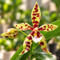 Phalaenopsis Micaels Pantheritz 'Jarguar Knight'
