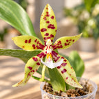 Phalaenopsis Micaels Pantheritz 'Jarguar Knight'