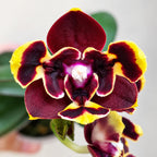Phalaenopsis Miki Fire Bat 'Bee' (peloric)