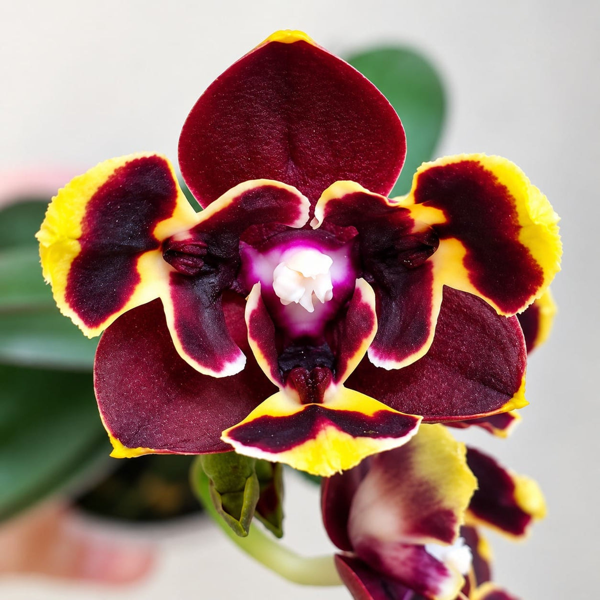 Phalaenopsis Miki Fire Bat 'Bee' (peloric)