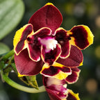 Phalaenopsis Miki Fire Bat 'Bee' (peloric)